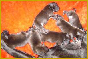 Litter of pups with mom - Rioghal Staffords - SA.